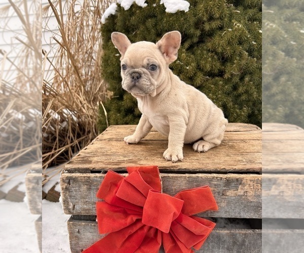 Medium Photo #1 French Bulldog Puppy For Sale in MIDDLEBURY, IN, USA
