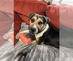 Small #1 Beagle Mix