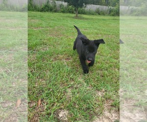 German Shepherd Dog Puppy for sale in RICHLAND, MS, USA