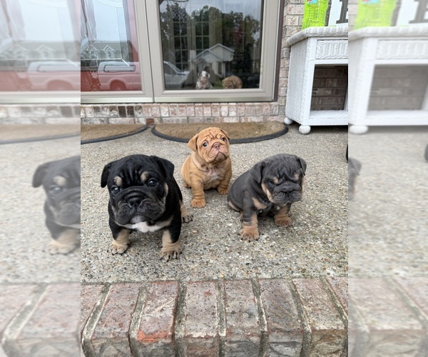 Medium Photo #1 English Bulldog Puppy For Sale in SEYMOUR, IN, USA