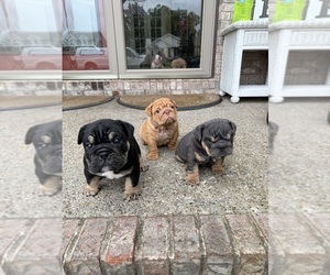 English Bulldog Puppy for sale in SEYMOUR, IN, USA