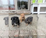 Image preview for Ad Listing. Nickname: Litter of 5