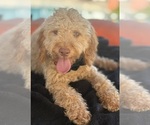 Small Photo #6 Goldendoodle mix (+ Poodle Miniature) Puppy For Sale in MENIFEE, CA, USA