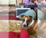 Small #1 Basset Hound-Labrador Retriever Mix