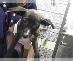 Dachshund Dogs for adoption in Tulsa, OK, USA