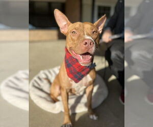 American Pit Bull Terrier-Unknown Mix Dogs for adoption in Mundelein, IL, USA
