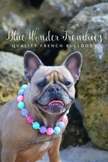 Mother of the French Bulldog puppies born on 07/09/2018