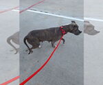 Small #3 American Pit Bull Terrier Mix