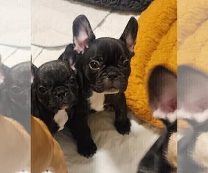 French Bulldog Puppy for sale in CAPE CORAL, FL, USA