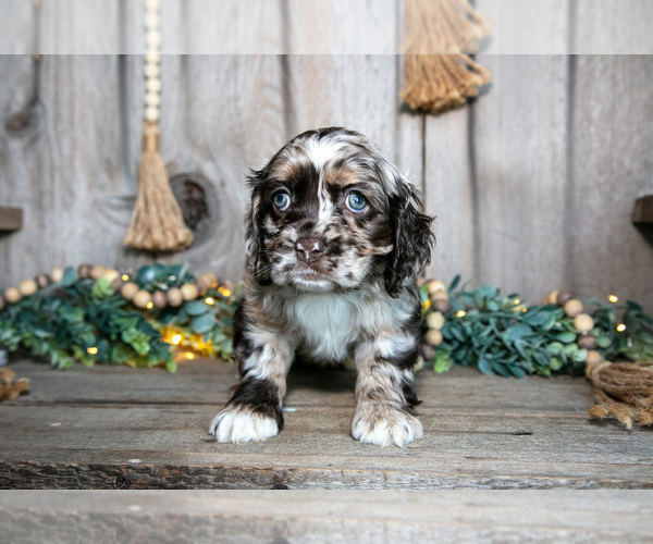 Medium Photo #2 Cocker Spaniel Puppy For Sale in BALTIC, OH, USA