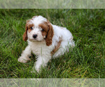 Small #1 Cavapoo