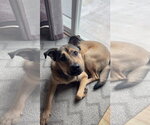 Small #16 German Shepherd Dog Mix