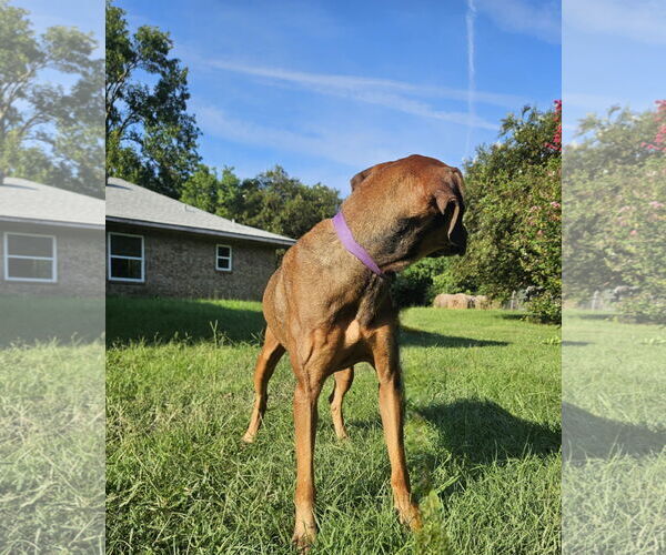 Medium Photo #14 Doberman Pinscher-Great Dane Mix Puppy For Sale in Wakefield, RI, USA