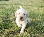 Small Photo #4 Labradoodle Puppy For Sale in ADRIAN, MO, USA