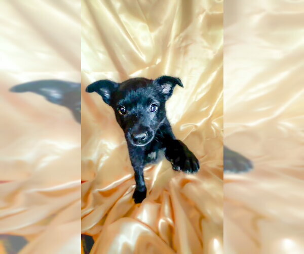 Medium Photo #2 Mutt Puppy For Sale in Riverside, CA, USA