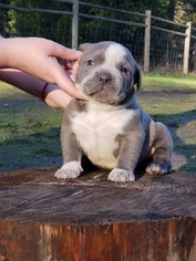 American Pit Bull Terrier Puppy for sale in GRANTS PASS, OR, USA