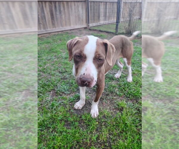 Medium Photo #8 American Staffordshire Terrier-Beagle Mix Puppy For Sale in Winston Salem, NC, USA