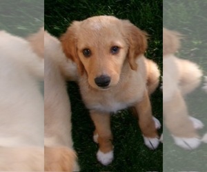 Goldendoodle Puppy for sale in PLATTEVILLE, CO, USA