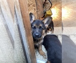 Small Photo #3 German Shepherd Dog Puppy For Sale in HACIENDA HEIGHTS, CA, USA
