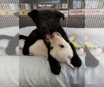 Small Photo #14 Shepradors Puppy For Sale in Princeton, MN, USA
