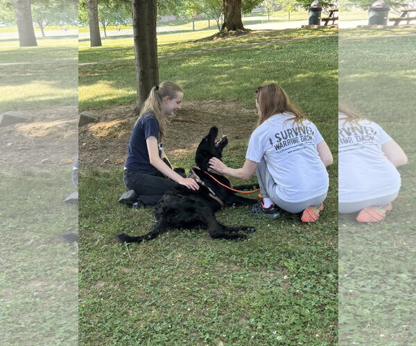 Medium Photo #5 Labradoodle Puppy For Sale in Lancaster, PA, USA