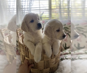 English Cream Golden Retriever Puppy for sale in NORTH HIGHLANDS, CA, USA