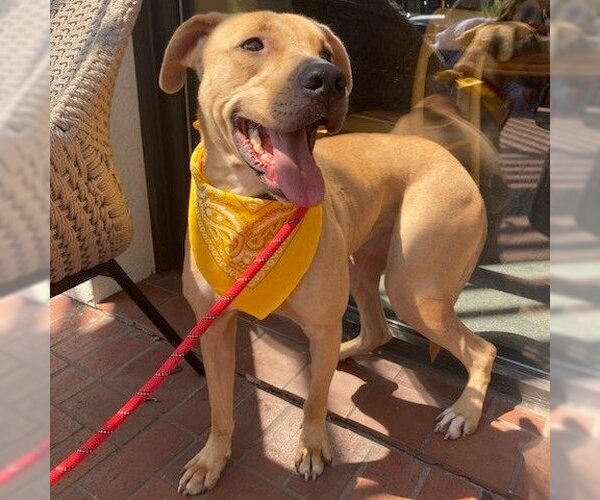 Medium Photo #1 Labrador Retriever-Unknown Mix Puppy For Sale in Dallas, TX, USA
