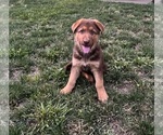 Small #4 German Shepherd Dog