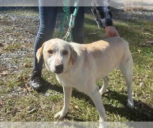 Labrador Retriever-Unknown Mix Dogs for adoption in Rustburg, VA, USA