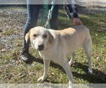 Biscuit: At shelter, available 10/30 - Male Labrador Retriever-Unknown Mix Dog for Adoption - Small photo