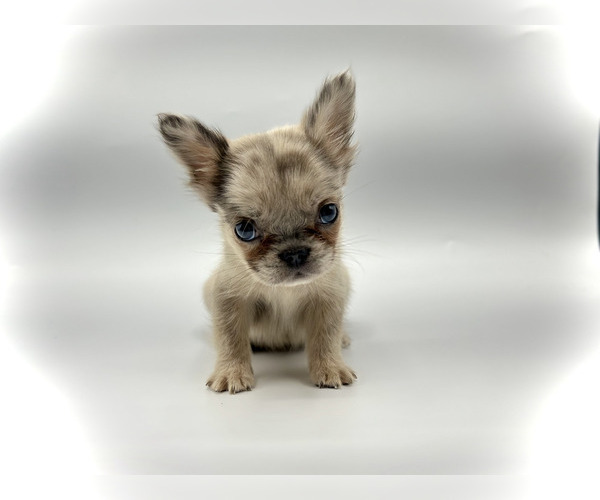 Medium Photo #2 French Bulldog Puppy For Sale in HARVARD, IL, USA