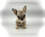 Small Photo #2 French Bulldog Puppy For Sale in HARVARD, IL, USA