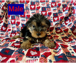 Small #4 Yorkshire Terrier