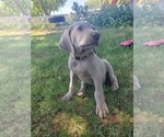 Small Photo #11 Weimaraner Puppy For Sale in ORLAND, CA, USA