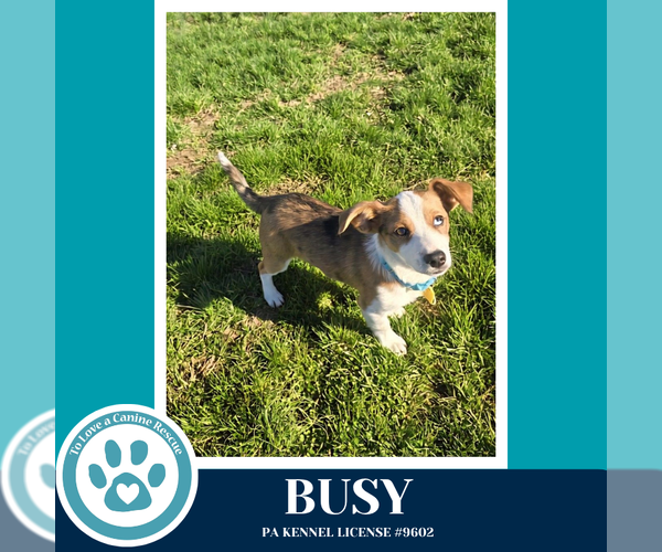 Medium Photo #3 Mutt Puppy For Sale in Kimberton, PA, USA