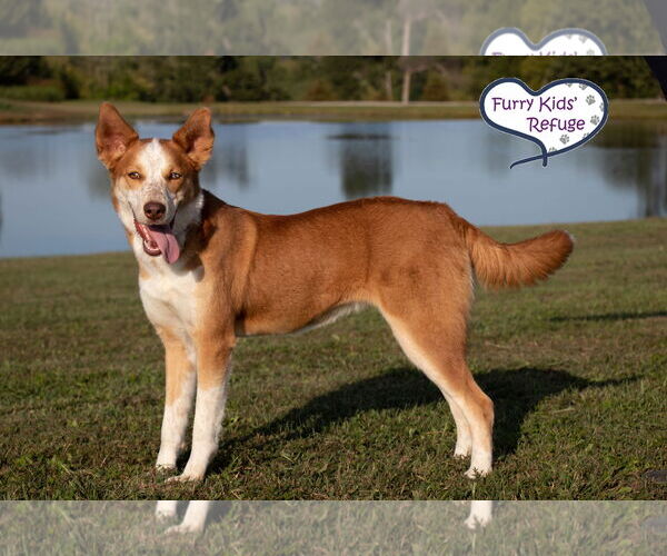 Medium Photo #2 Australian Shepherd-Huskies  Mix Puppy For Sale in Lee's Summit, MO, USA