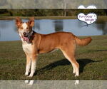 Small #1 Australian Shepherd-Huskies  Mix