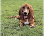 Small #1 Basset Hound