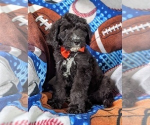 Bernedoodle Puppy for sale in COCHRANVILLE, PA, USA