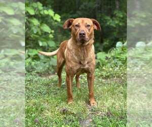 Retriever -Unknown Mix Dogs for adoption in Clarkesville, GA, USA