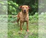 Small Retriever  Mix