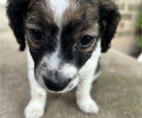 Medium Photo #24 YorkiePoo Puppy For Sale in MONTGOMERY VILLAGE, MD, USA
