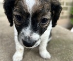Small #5 YorkiePoo