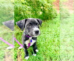 Small #1 Labrador Retriever Mix