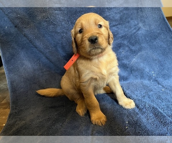 Medium Photo #1 Golden Retriever Puppy For Sale in BARNHART, MO, USA