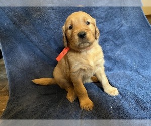 Golden Retriever Puppy for sale in BARNHART, MO, USA
