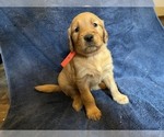 Small Golden Retriever