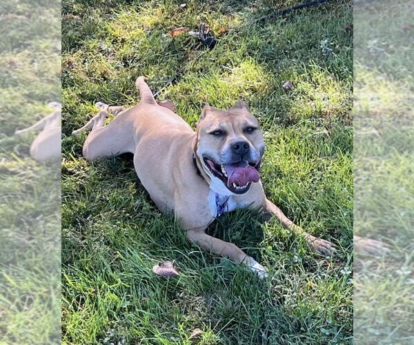 Medium Photo #2 American Pit Bull Terrier-Unknown Mix Puppy For Sale in Spotsylvania, VA, USA