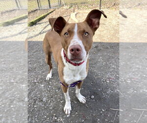 Royal - Male Mutt Dog for Adoption - Photo #16