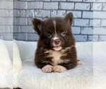 Small #2 Pomeranian